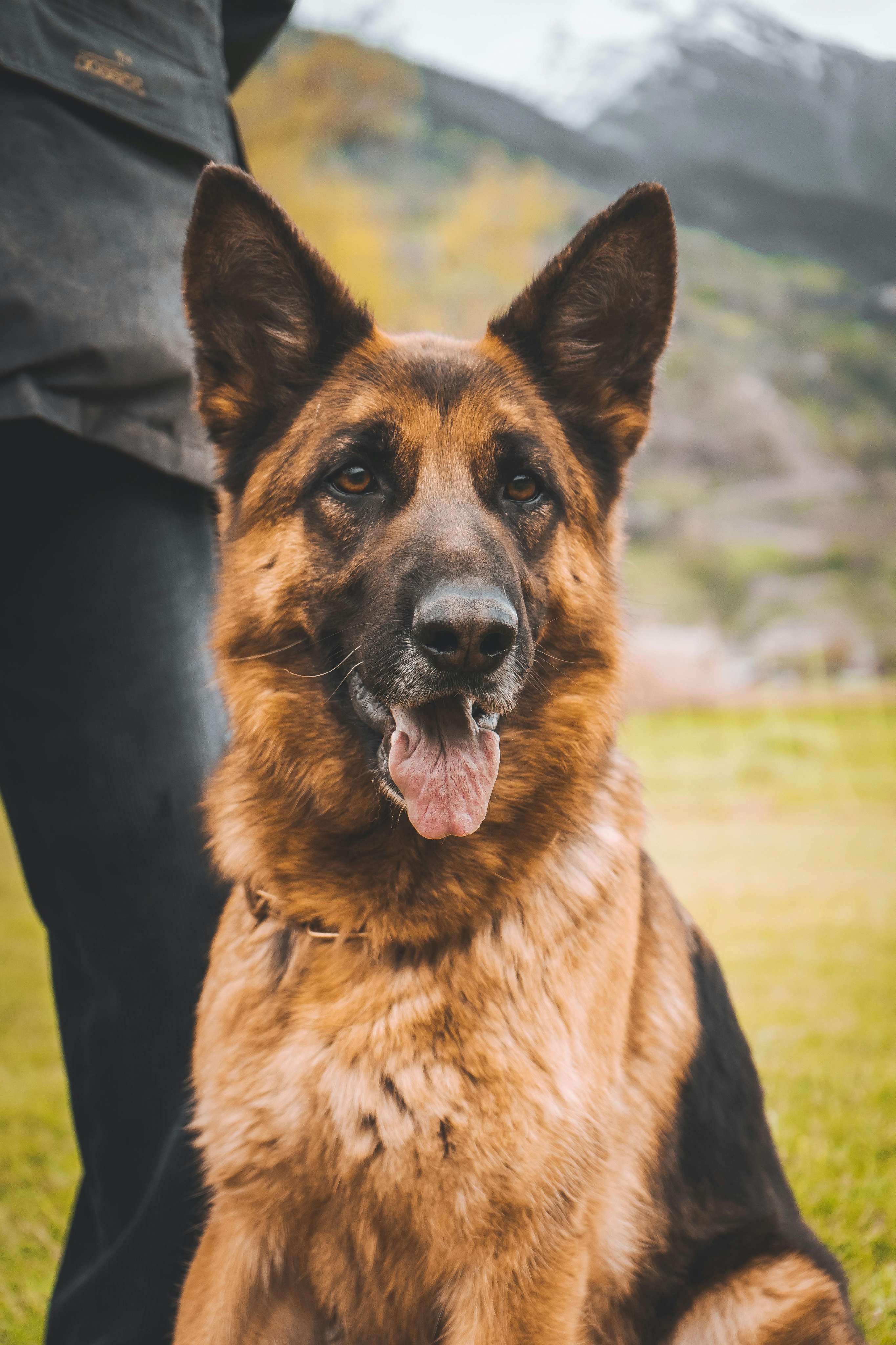 german shepherd & belgian malinois